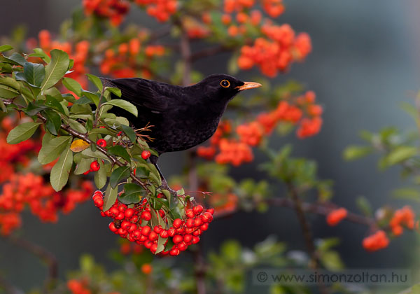 20071110_madarak_0032.JPG - Feketerig hm (Turdus merula).