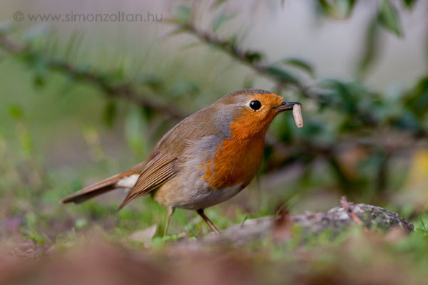 20071124_madarak_0033.JPG - Vrsbegy (Erithacus rubecula).Csontkukaccal vagy lisztkukaccal knnyen lekenyerezhetk, ekkor sokkal knnyebb ket lencsevgre kapni.