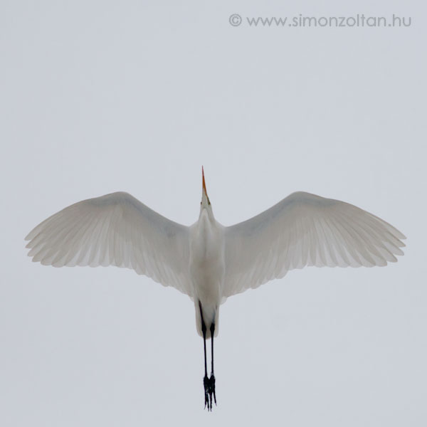 20071226_madarak_0034.JPG - Nagy kcsag (Egretta alba).Madarat rptben... csak ez utn a kattans utn letben marad.