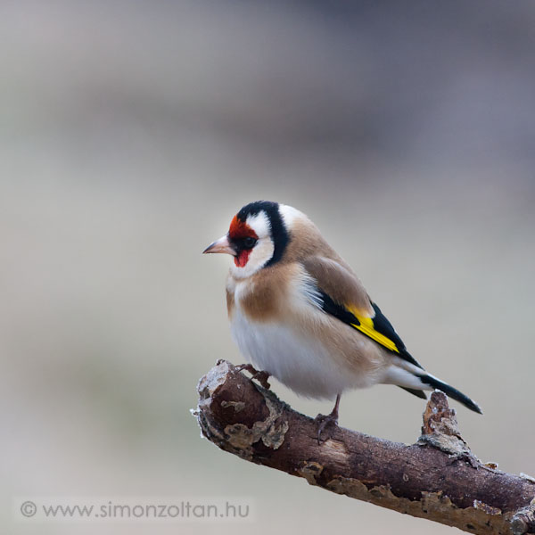 20071228_madarak_0036.JPG - Tengelic (Carduelis carduelis).