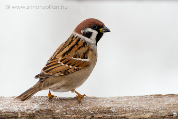 20080101_madarak_0037.JPG - Mezei verb (Passer montanus).