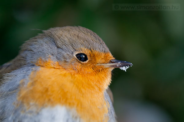 20080103_madarak_0038.JPG - Vrsbegy (Erithacus rubecula).Teljes kpkivgs, 100mm-es gyjttvolsg makrobjektvvel kszlt, kb. 40cm-rl. Szabadon l pldny, de roppant bartsgos. A fnykpezs eltt s utn lisztkukaccal knltam, amit termszetesen rmmel elfogadott (kzbl).