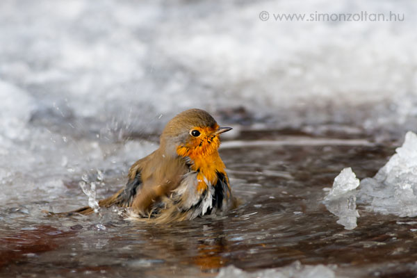 20080108_madarak_0040.JPG - Vrsbegy (Erithacus rubecula).