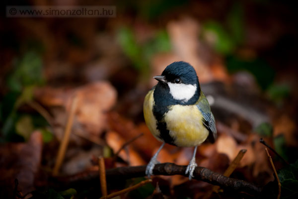 20080119_madarak_0041.JPG - Szncinege (Parus major).