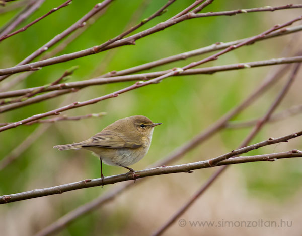 20080323_madarak_0046.JPG - Csilpcsalp fzike (Phylloscopus collybita).