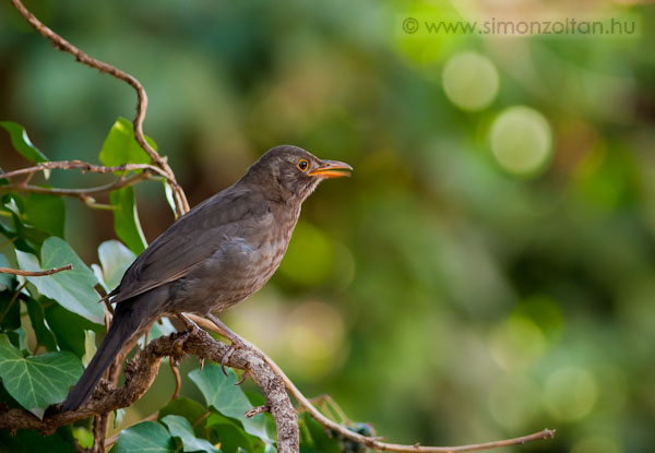 20080330_madarak_0047.JPG - Feketerig (Turdus merula).