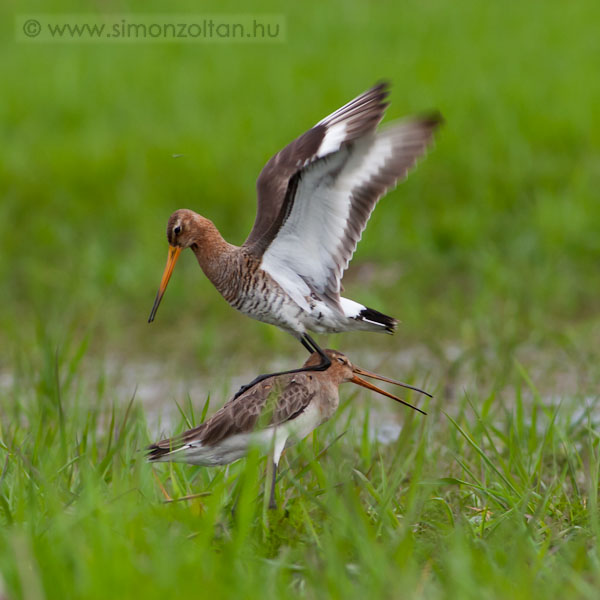 20080418_madarak_0050.JPG - Nagy goda (Limosa limosa).