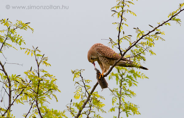 20080505_madarak_0052.JPG - Vrs vrcse toj (Falco tinnunculus).