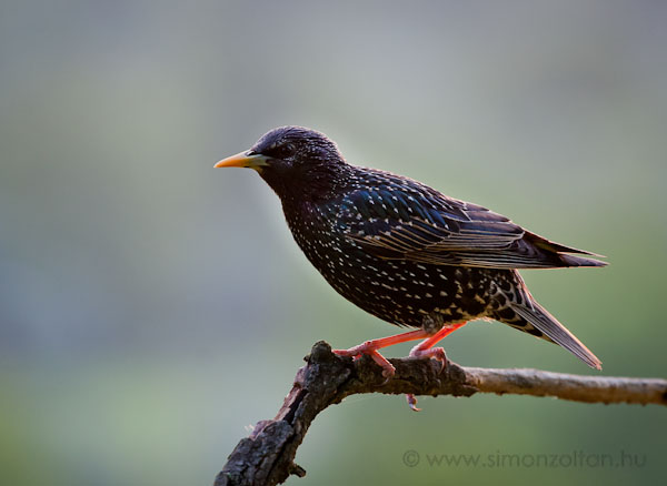 20080519_madarak_0055.JPG - Seregly (Sturnus vulgaris).