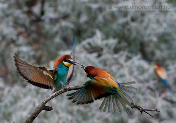 20080519_madarak_0056.JPG - Gyurgyalag (Merops apiaster).