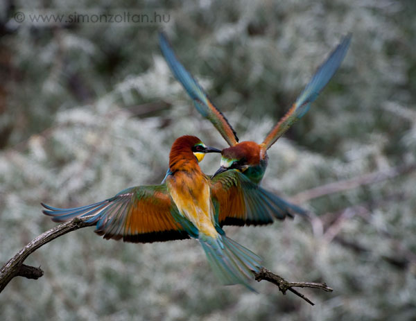 20080519_madarak_0057.JPG - Gyurgyalag (Merops apiaster). Egy kis vita alakult ki kzttk, valsznleg a terlet birtoklsa miatt.