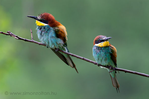 20080520_madarak_0059.JPG - Gyurgyalag (Merops apiaster).