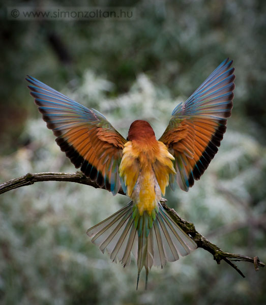 20080520_madarak_0061.JPG - Gyurgyalag (Merops apiaster).