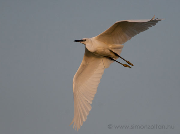 20080625_madarak_0066.JPG - Kis kcsag (Egretta garzetta).