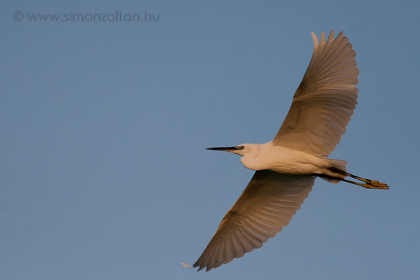 20080625_madarak_0067.JPG - Kis kcsag (Egretta garzetta).