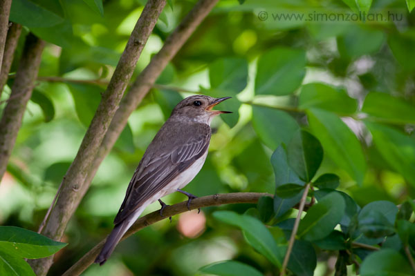 20080626_madarak_0069.JPG - Szrke lgykap (Muscicapa striata).