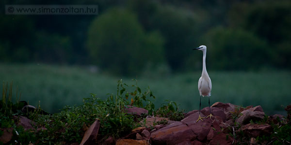 20080626_madarak_0070.JPG - Kis kcsag (Egretta garzetta).