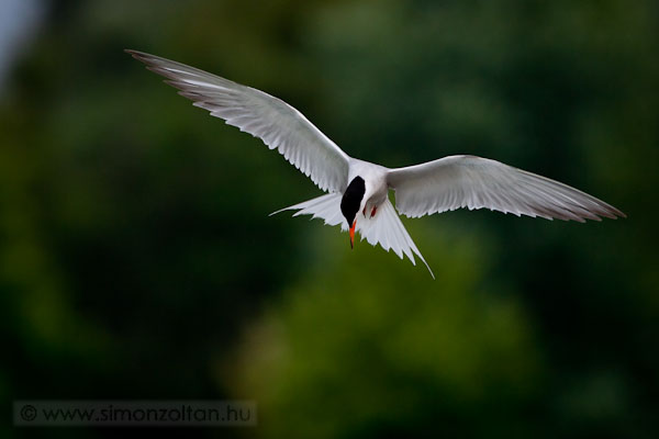 20080627_madarak_0071.JPG - Kszvg csr (Sterna hirundo).