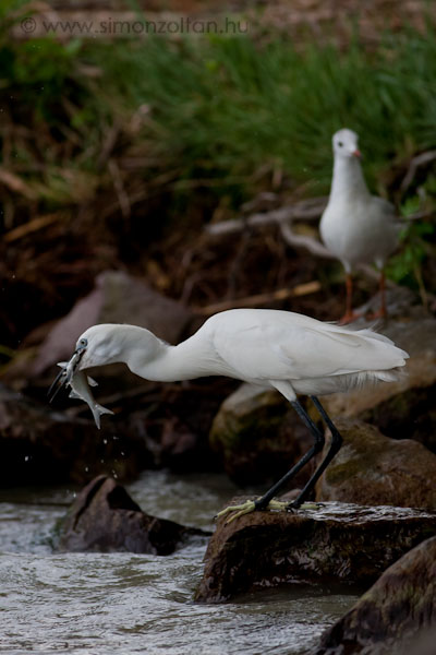 20080627_madarak_0072.JPG - Kis kcsag (Egretta garzetta).