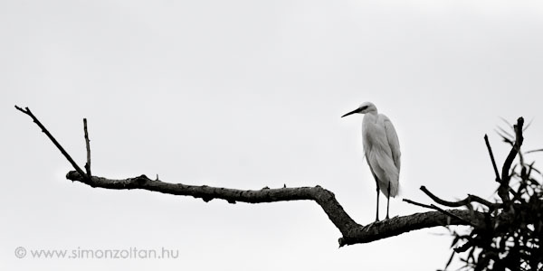 20080627_madarak_0073.JPG - Kis kcsag (Egretta garzetta).