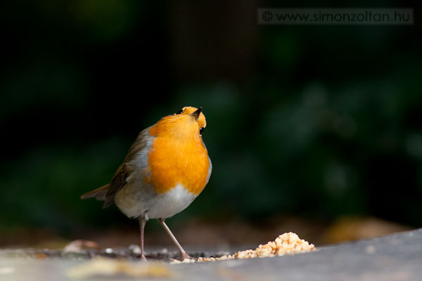 20080927_madarak_0074.JPG - Vrsbegy (Erithacus rubecula).