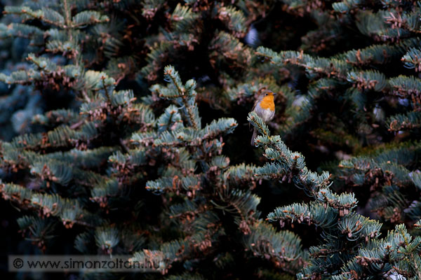 20081108_madarak_0076.JPG - Vrsbegy (Erithacus rubecula).