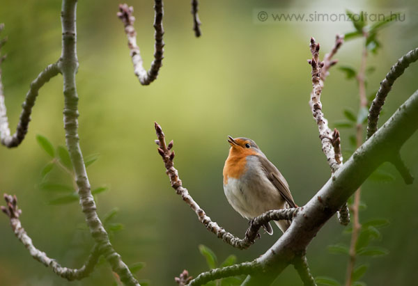 20081108_madarak_0077.JPG - Vrsbegy (Erithacus rubecula).