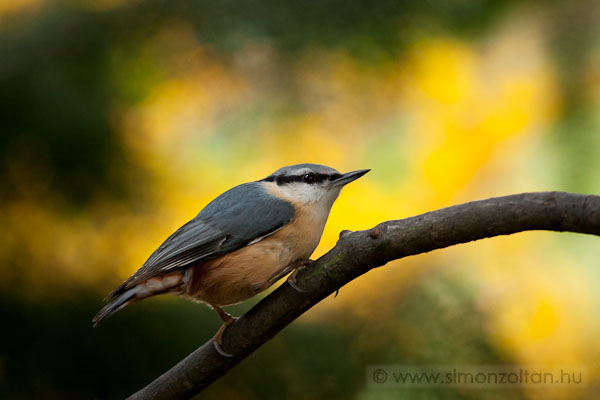 20081108_madarak_0078.JPG - Csuszka (Sitta europaea).