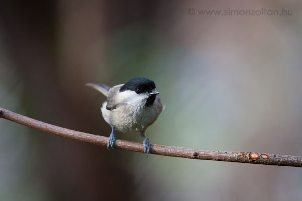 20081206_madarak_0079.JPG - Bartcinege (Parus palustris).