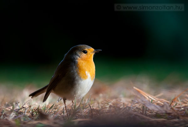 20081206_madarak_0080.JPG - Vrsbegy (Erithacus rubecula).