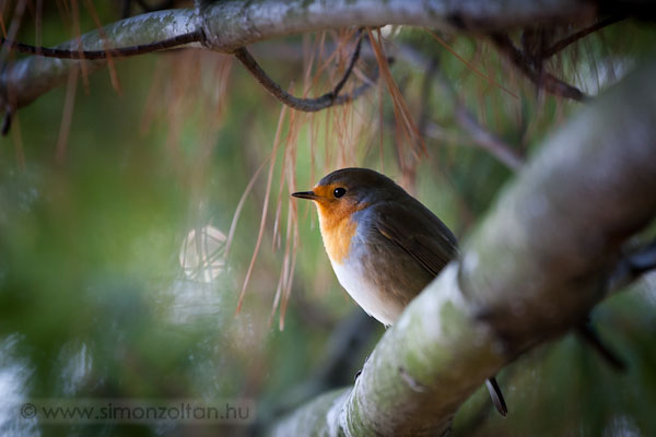 20081207_madarak_0081.JPG - Vrsbegy (Erithacus rubecula).