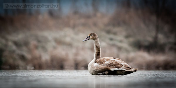 20081230_madarak_0082.JPG - Btyks hatty (Cygnus olor) - fiatal.