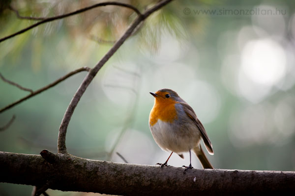 20090116_madarak_0083.JPG - Vrsbegy (Erithacus rubecula).