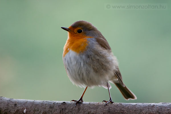 20090116_madarak_0084.JPG - Vrsbegy (Erithacus rubecula).