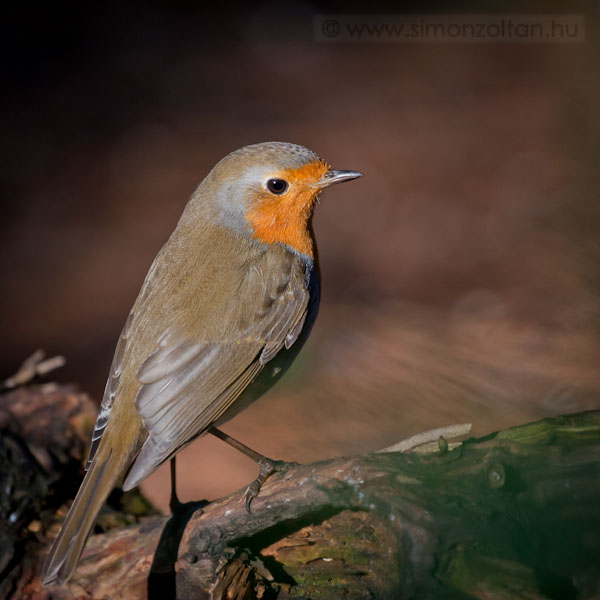 20090124_madarak_0085.JPG - Vrsbegy (Erithacus rubecula).