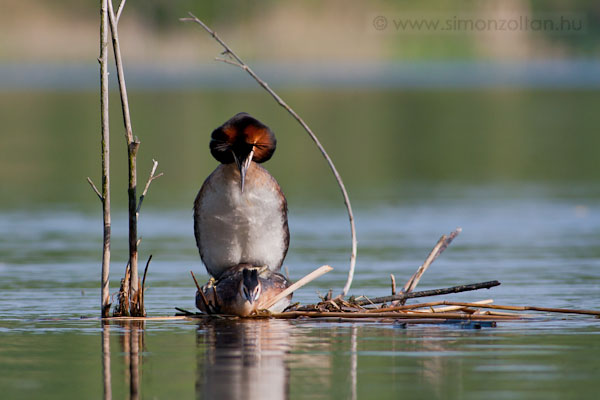 20090503_madarak_0091.JPG - Bbos vcsk (Podiceps cristatus).