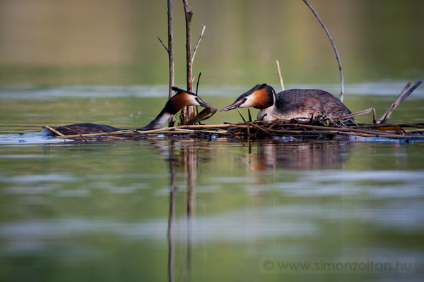 20090503_madarak_0092.JPG - Bbos vcsk (Podiceps cristatus).