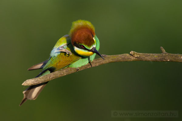 20090519_madarak_0093.JPG - Gyurgyalag (Merops apiaster).