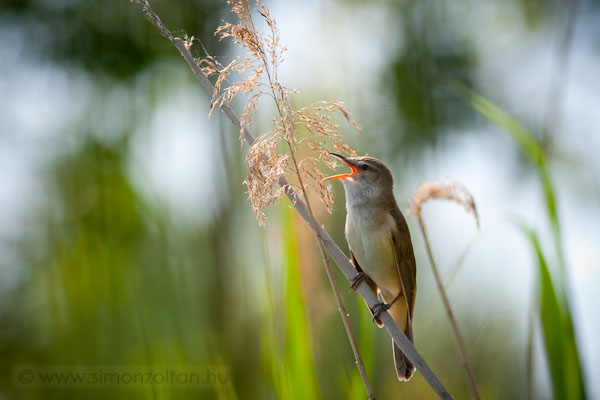 20090522_madarak_0094.JPG - Ndirig (Acrocephalus arundinaceus).