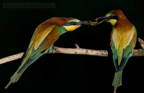 20090523_madarak_0095.JPG - Gyurgyalag (Merops apiaster).