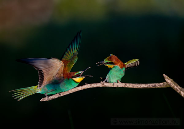 20090523_madarak_0096.JPG - Gyurgyalag (Merops apiaster).