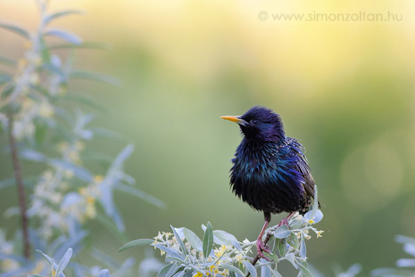 20090523_madarak_0097.JPG - Seregly (Sturnus vulgaris).