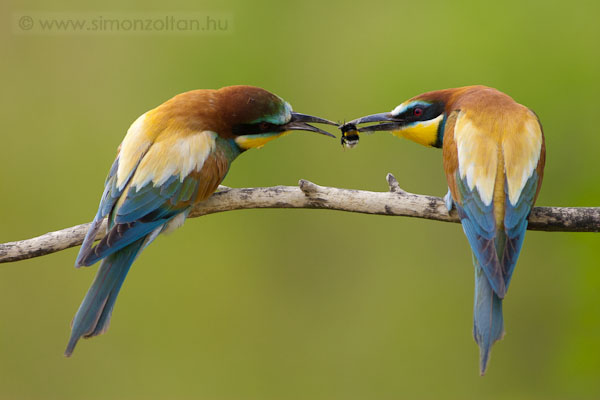 20090524_madarak_0098.JPG - Gyurgyalag (Merops apiaster).