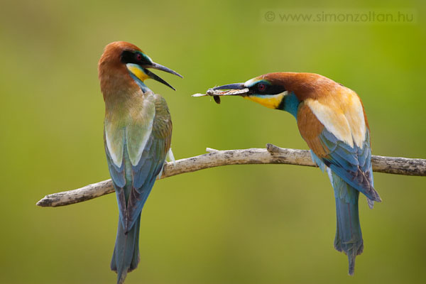 20090524_madarak_0099.JPG - Gyurgyalag (Merops apiaster).