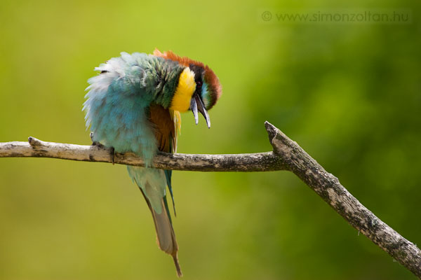 20090524_madarak_0100.JPG - Gyurgyalag (Merops apiaster). Elg rdekes pz, de az egyikk gy szendergett.