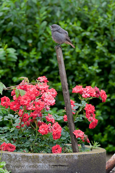 20090601_madarak_0102.JPG - Hzi rozsdafark fiatal (Phoenicurus ochruros).