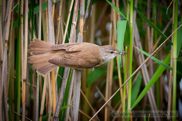 20090621_madarak_0103.JPG - Ndirig (Acrocephalus arundinaceus).