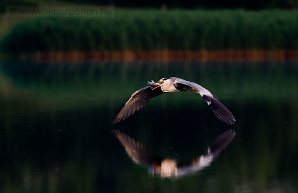 20090701_madarak_0106.JPG - Szrke gm (Ardea cinerea).