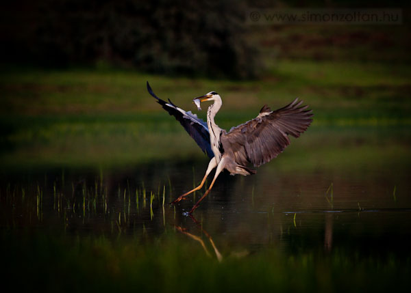 20090701_madarak_0107.JPG - Szrke gm (Ardea cinerea).