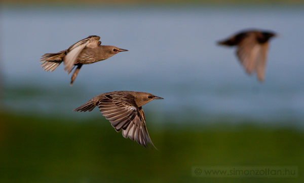 20090701_madarak_0108.JPG - Seregly (Sturnus vulgaris).